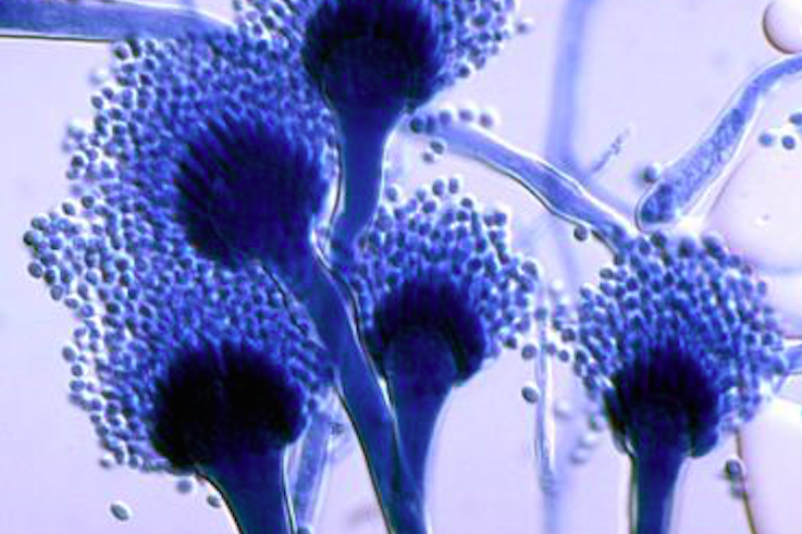 BODIPY-Biomarcadores-Aspergillus-Fumigatus
