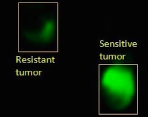 Nanoparticulas-Fluorescentes-Celulas-Cancerosas