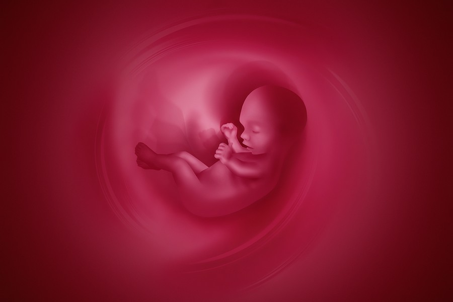 Embarazo-Embrion-Feto